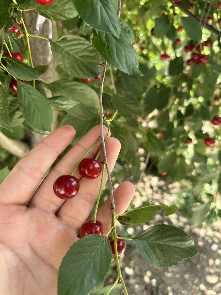 Продам вишню домашнию