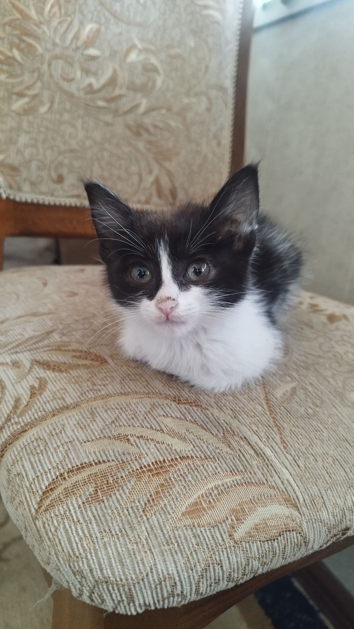 Mushuk bolasi 1 oylik uyda boqilgan