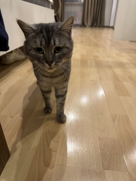 Отдам кота в хорошие руки