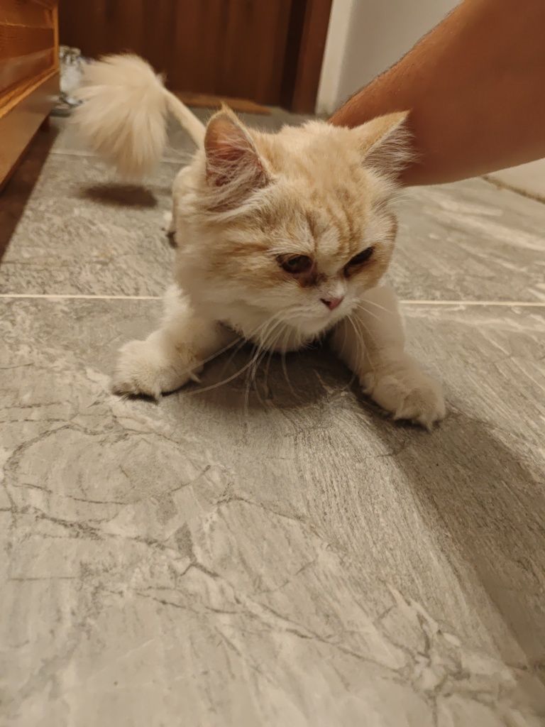 Персийска женска котка