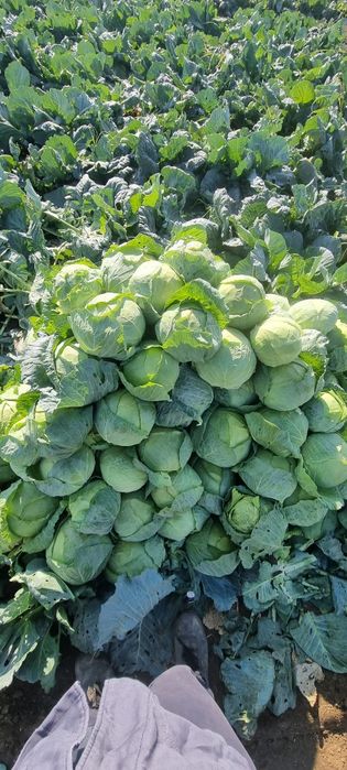Продавам зеле Кьосе