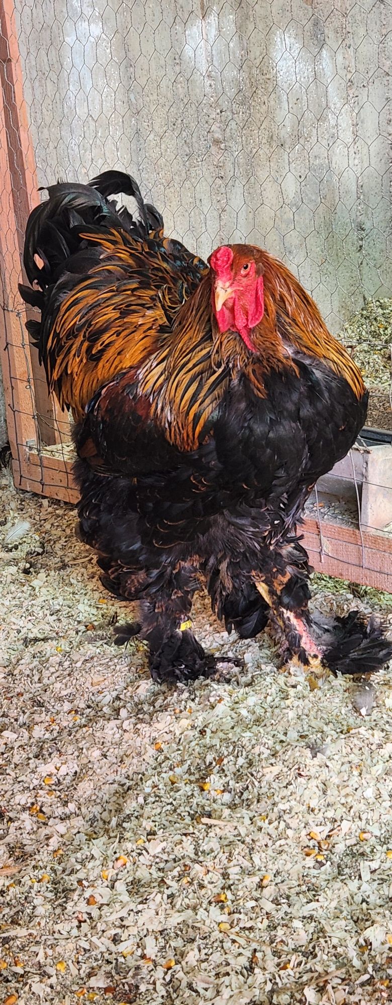 Vând familie Brahma Potarnichiu (2+1)