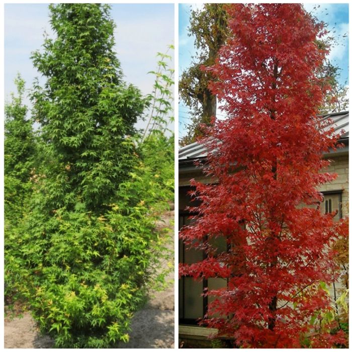 Arțar Japonez Columnar