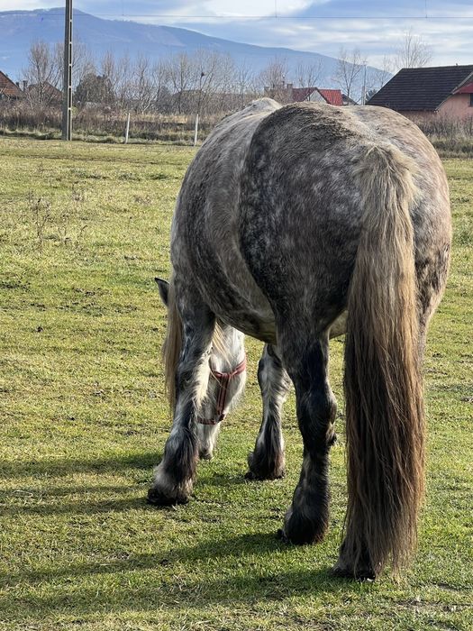 Iapa sura de vanzare