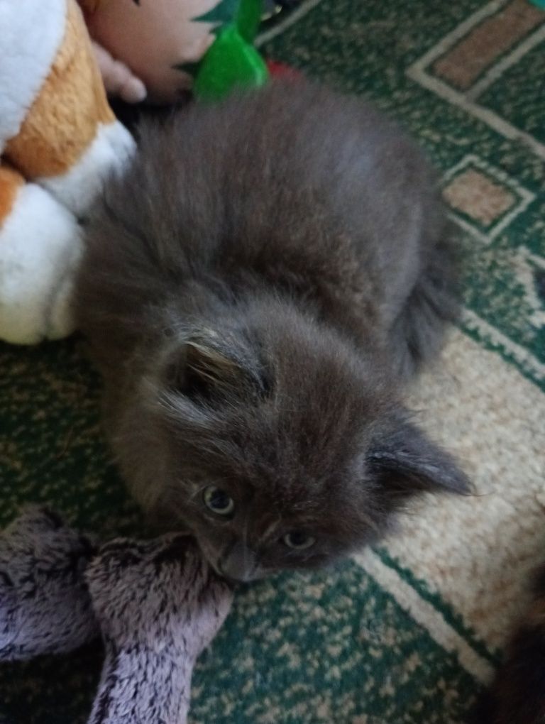 Отдам котят в добрые руки кошечки