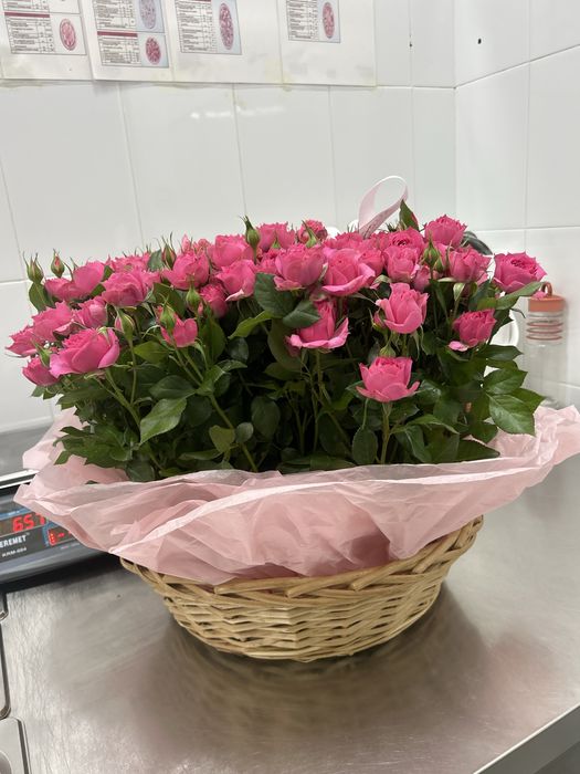 Куставые розы . Прям как новые.Торг есть