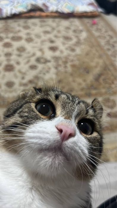 Одаеься кот в доьрые руки