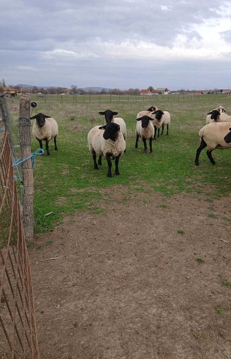 Vând 9 oi și un berbec Sulffoc