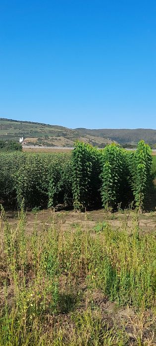 Vand Pomi Fructiferi