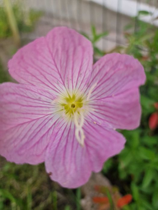 Oenothera rosea speciosa (primule roz de seara) - 50 buc