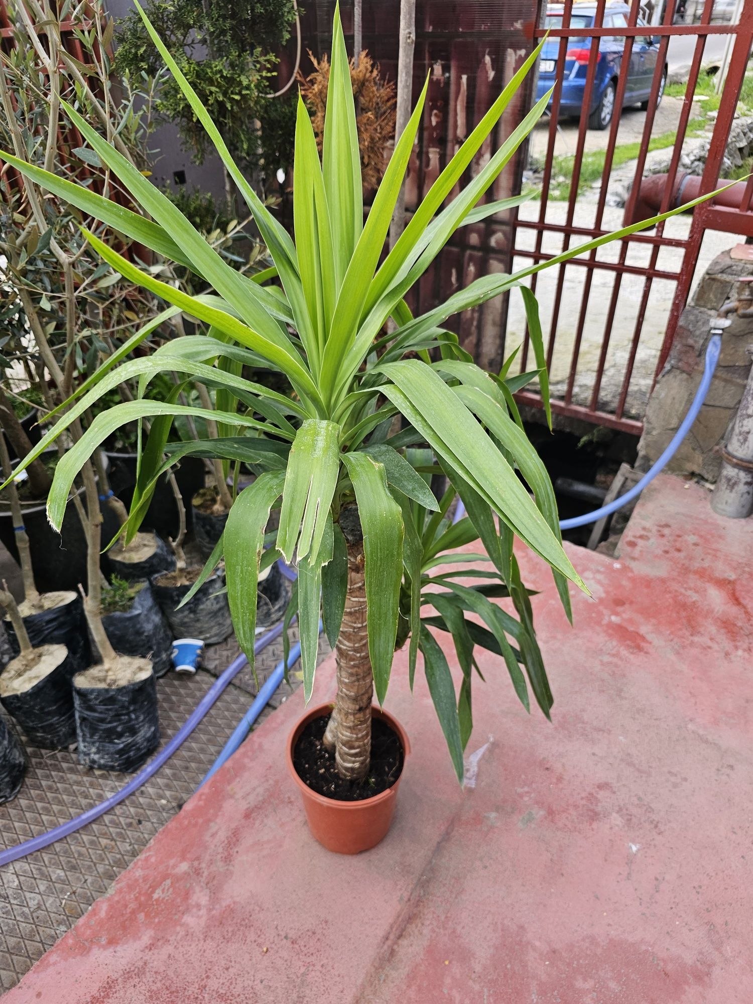 Magnolia  grandiflora  yuca