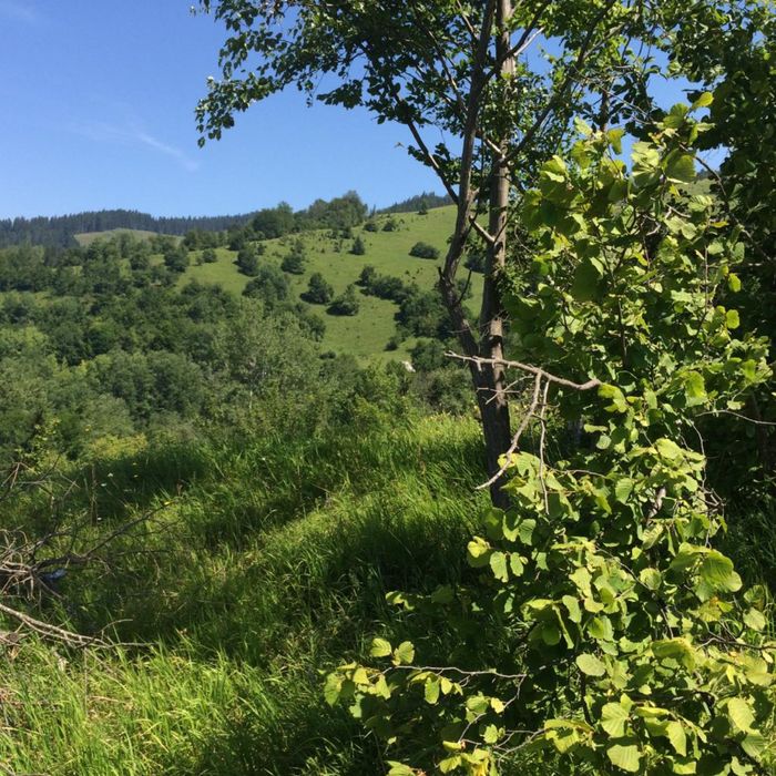 Vand teren, zona baraj Bicaz, Potoci