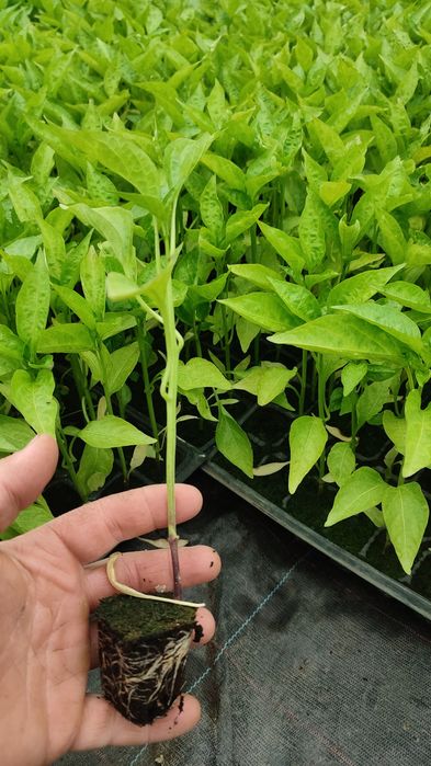 Rasaduri de legume la comanda, rosii, ardei, pepene altoit, varza