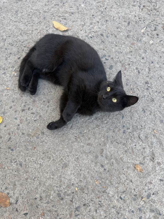 Отдаем котенка в добрые ручки