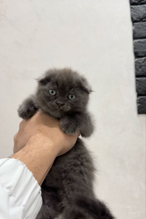 Scotish fold 2 oylik qiz qoni toza