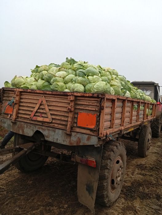 Vând varză de Buzău