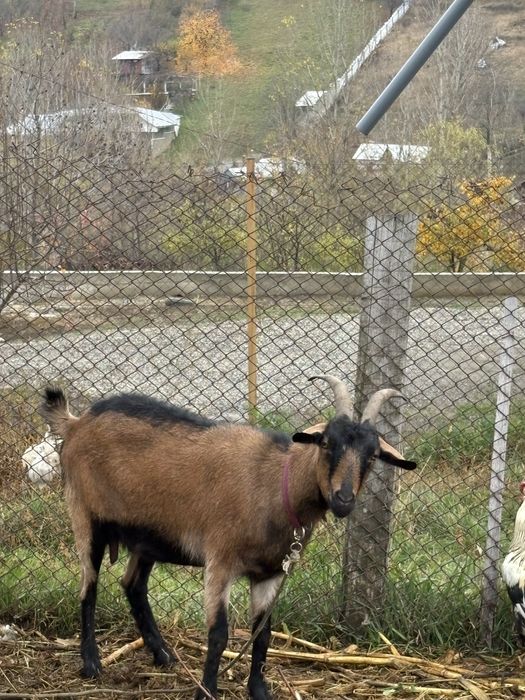 Vand capre alpine bune de lapte
