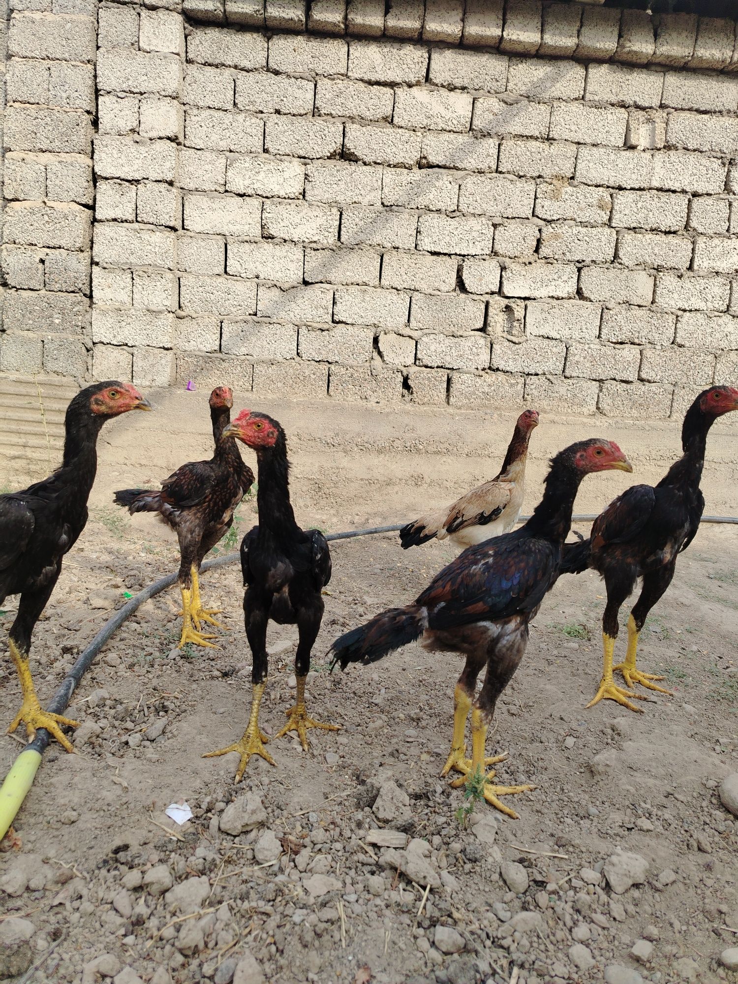 Dakan jo'jala sotiladi