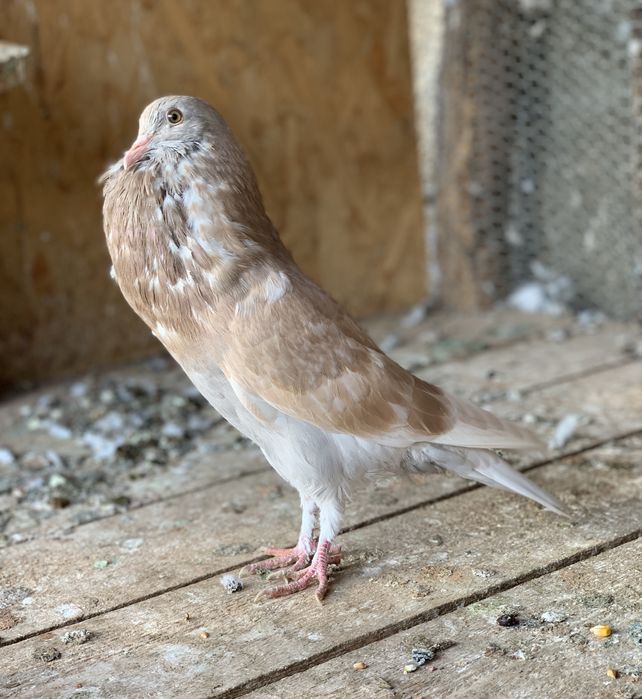 Gusat horseman Mascul