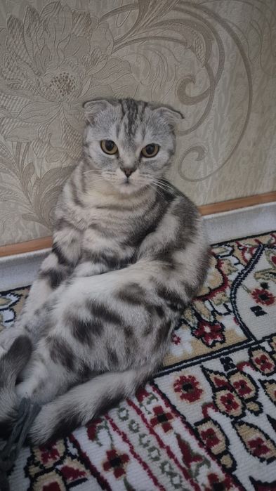 мысык шатландский