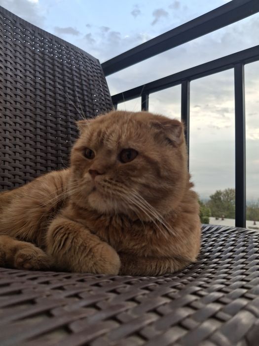 вязка шотландская вислоухая кошка