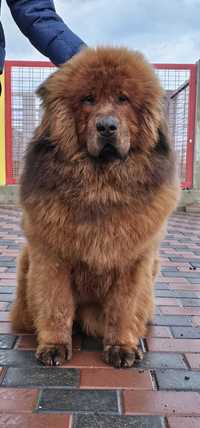 Mastiff     Tibetan