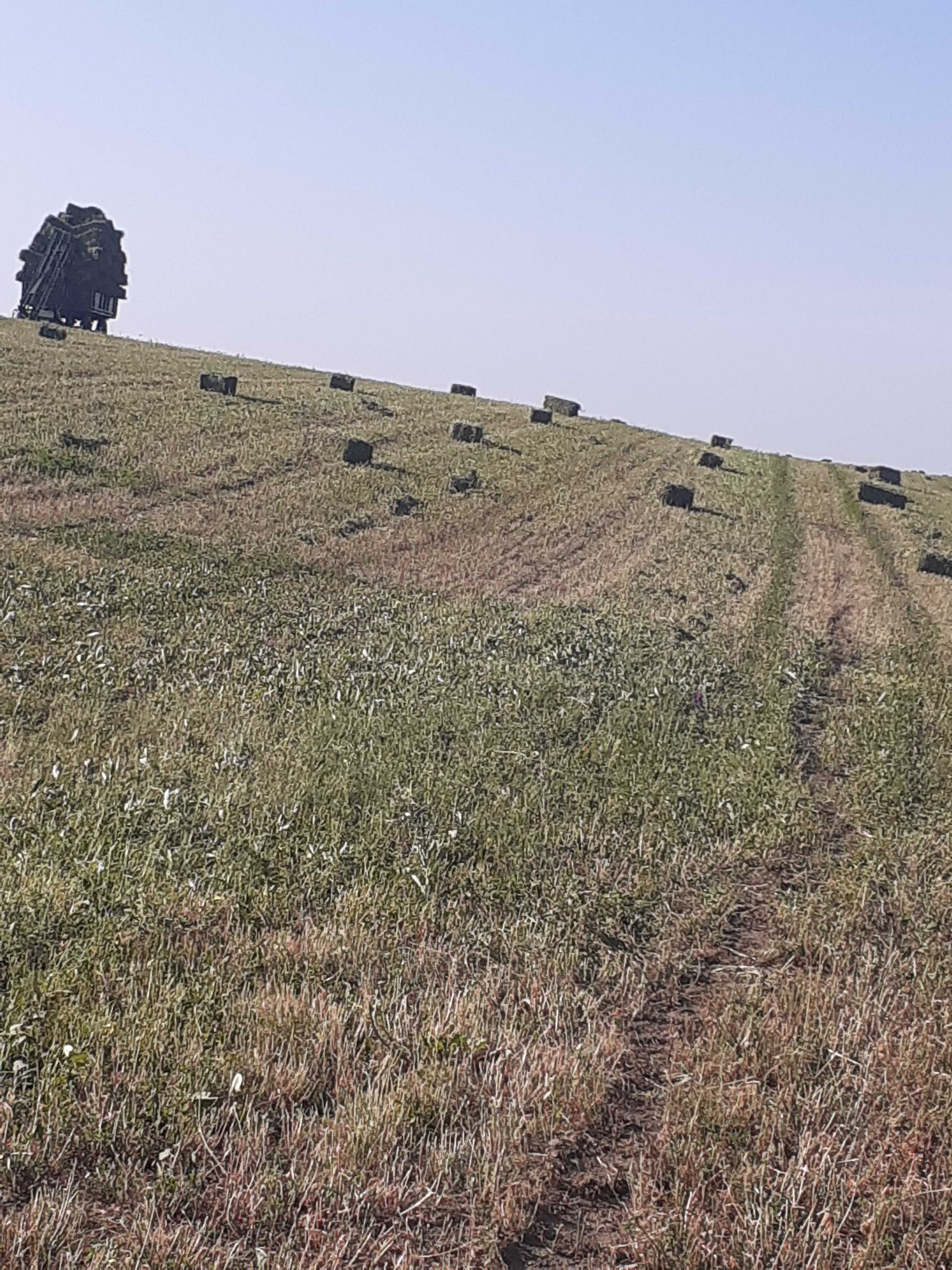 Vând baloți de lucernă măruntă și verde