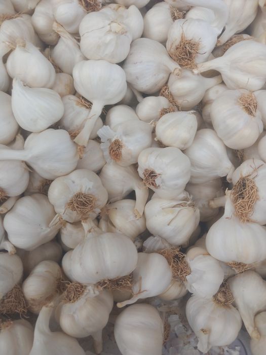 Usturoi de vânzare pus în pământ și consum