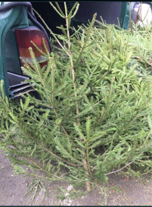 Brazi Nunta / Obiceiuri