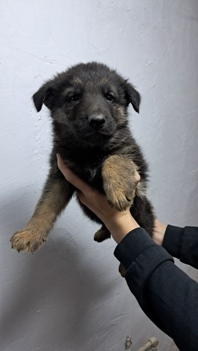 Pui Ciobanesc german