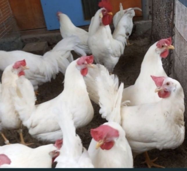 Oua gaini Leghorn