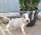 Pui American Bully