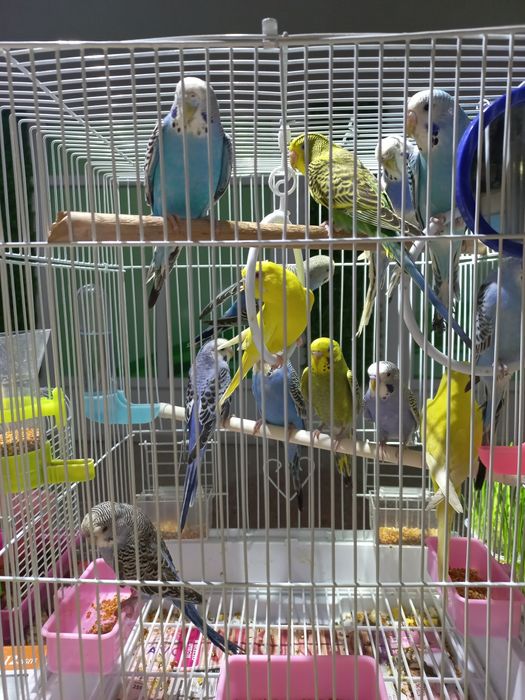 Волнистый попугай ручной