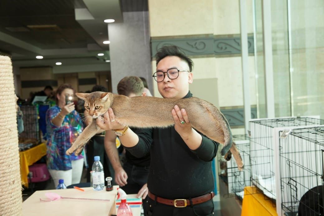 Чаузи аббисинцы коты