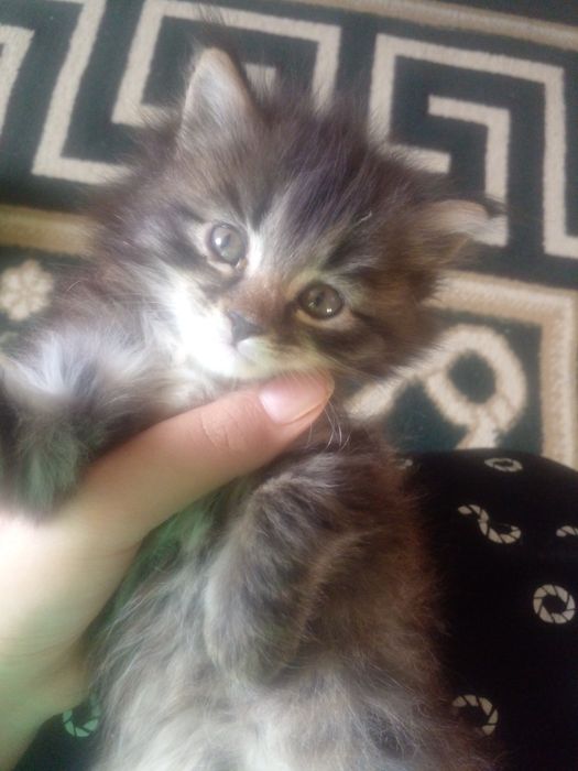 Отдам котят / пишик беремыз