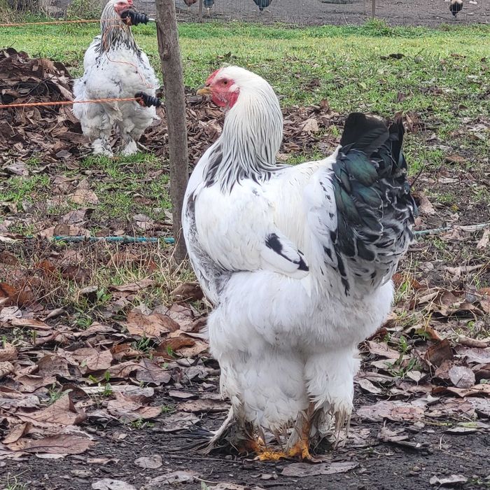 Cocoși Brahma herminat deschis