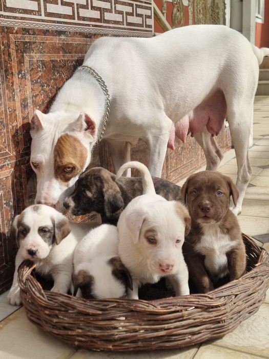 Pitbull..bollari sotiladi garantyasi bor tozza narsalar.