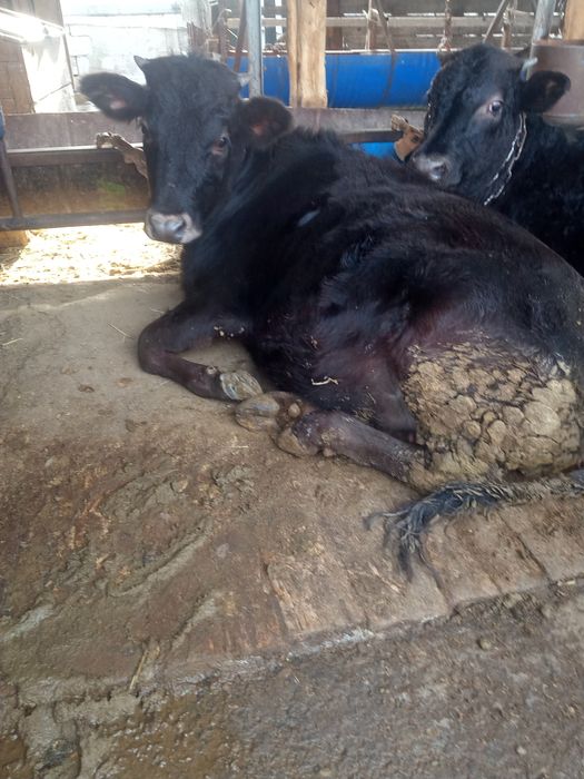 Продам телку телку