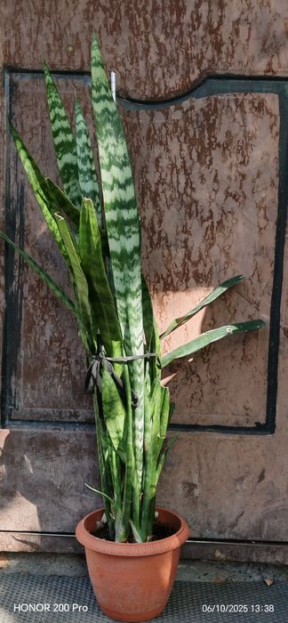 Цветы для офиса. Комнатные цветы.