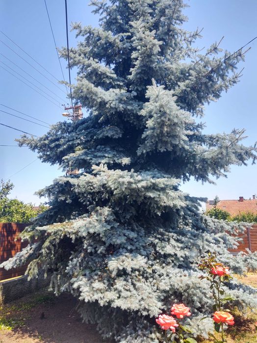 Brad argintiu natural unicat