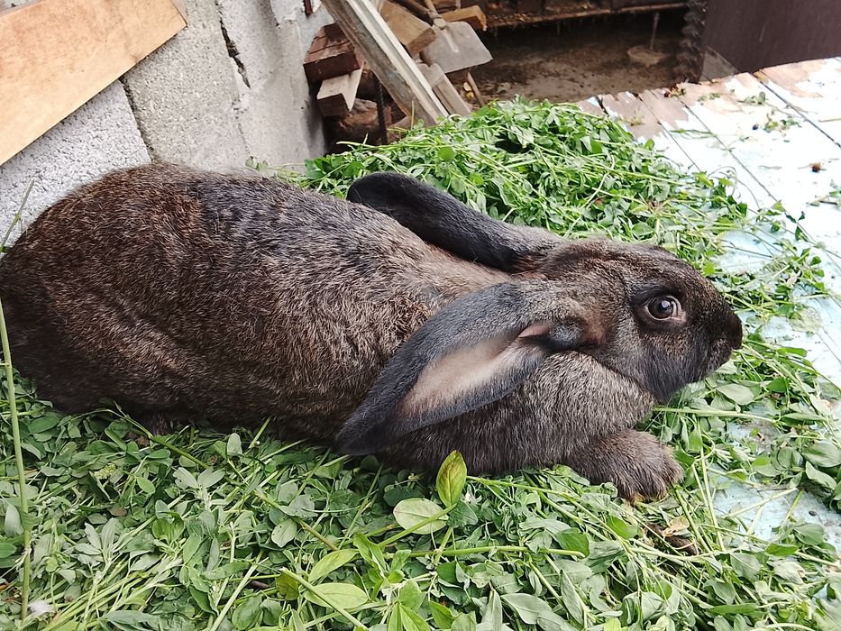 Продам кролов, 5-6 месяцев