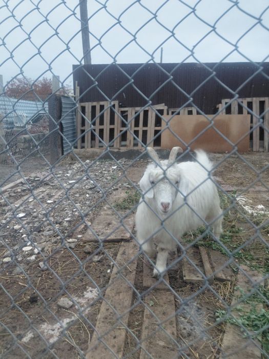 Екі ұрғашы ешкі сатамын