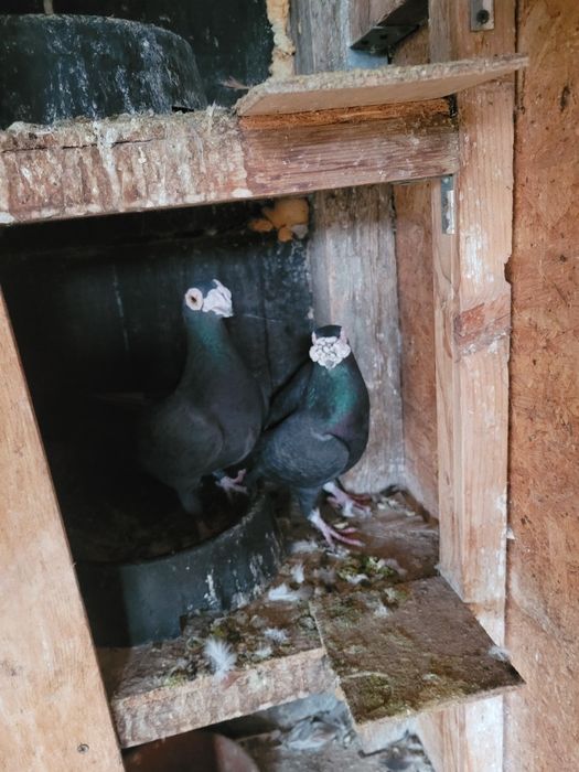 Porumbei voiajori duduros