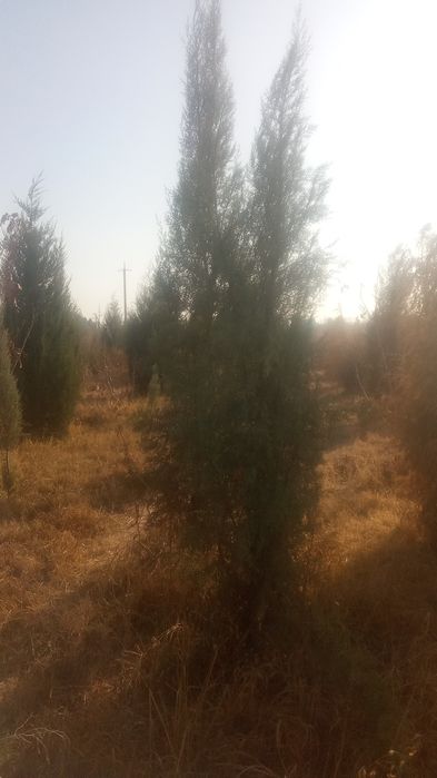 galiboy gepars.3mt  sasna koʻchat i3mt  . majvinik archa lar Qrim sasn