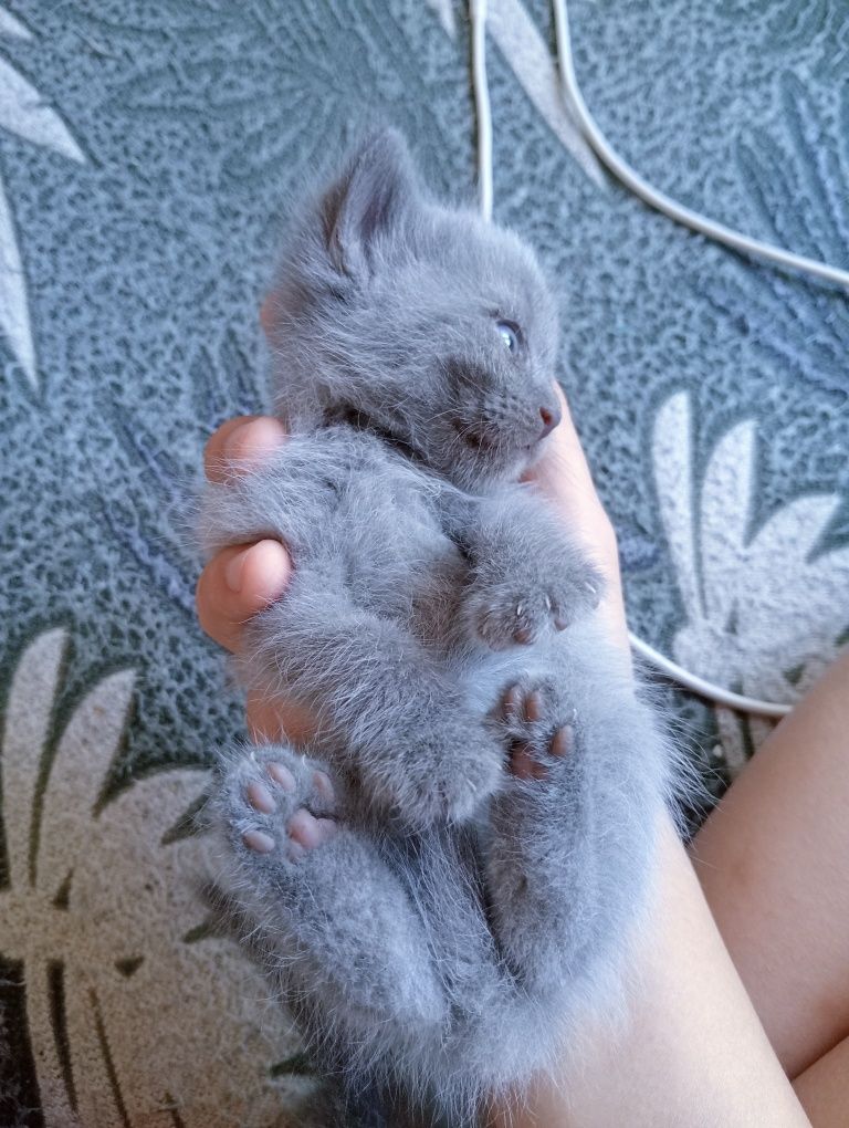 Котята 1 месяца.