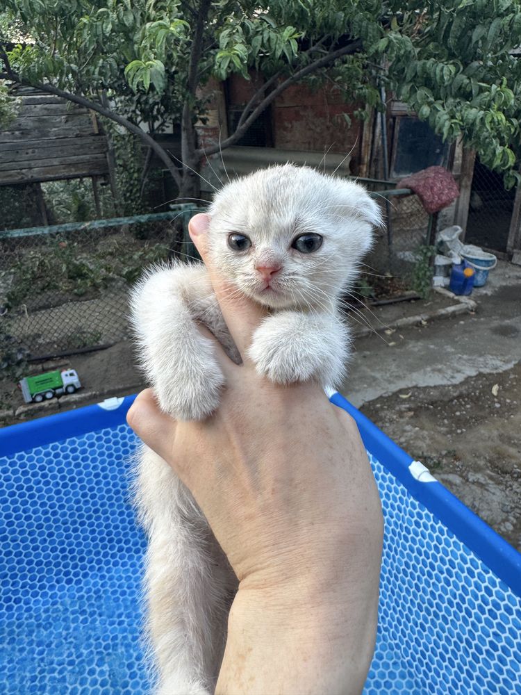 Продаются котята скотиш фолд и скотиш страйт.
