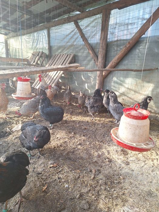 Oua pentru incubat Araucana. Austrolop  Marans .