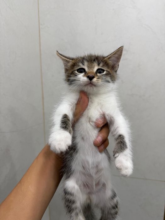Котята ищут дом!