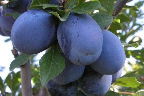 Prune pentru țuică
