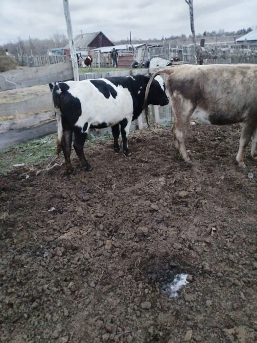 Продаются 1,5 летние быки